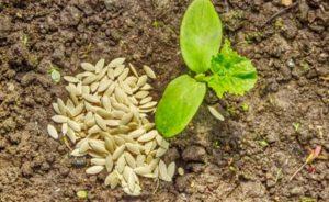 Quand peut-on planter des concombres en pleine terre à l’aide de graines et de semis ?