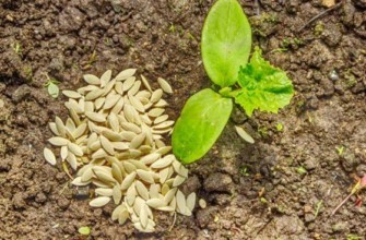 เมล็ดแตงกวา