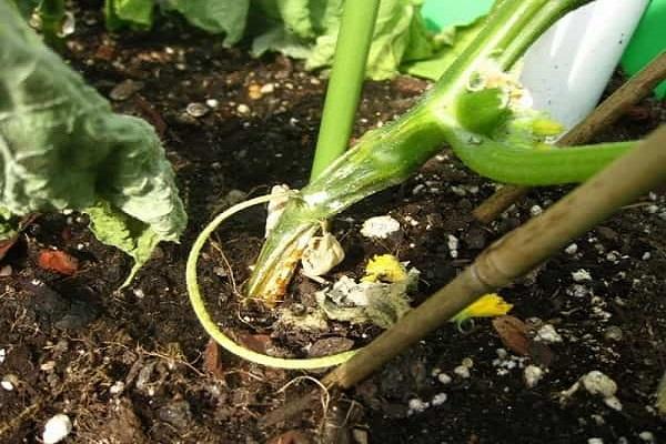 ก้านแตงกวาเริ่มแห้ง