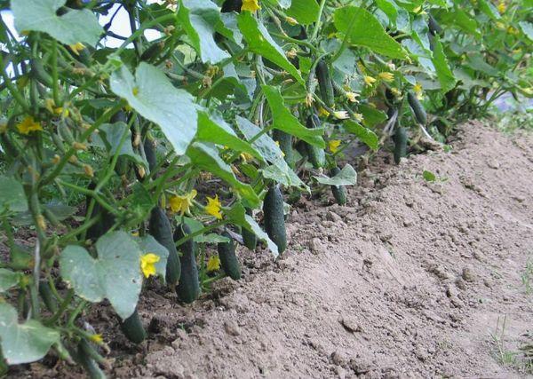Buissons de concombres