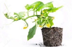 ความยาวและโครงสร้างของระบบรากแตงกวา วิธีการพรวนดินให้เหมาะสม