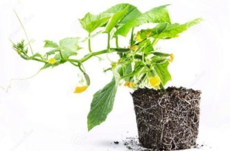 แตงกวาอ่อน