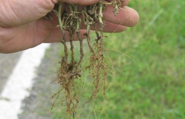 Maladies des racines