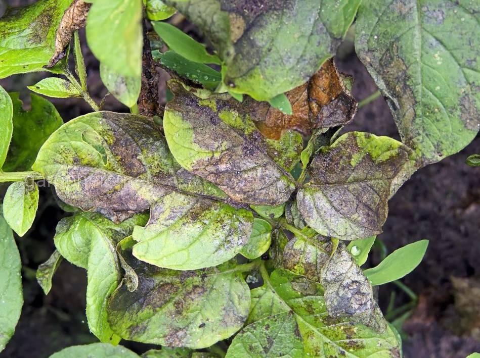 โรคไฟโตพลาสโมซิสของพริก