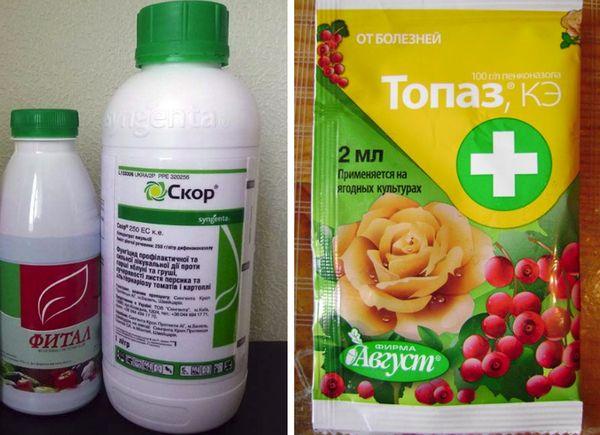 สกอร์โทแพซ