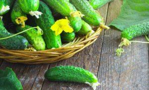 ลักษณะและลักษณะของแตงกวา Lukhovitsky การเพาะปลูกและการดูแล