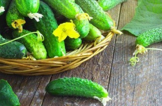 แตงกวาเขียวในตะกร้า