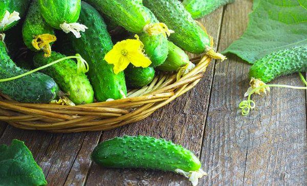 แตงกวาเขียวในตะกร้า