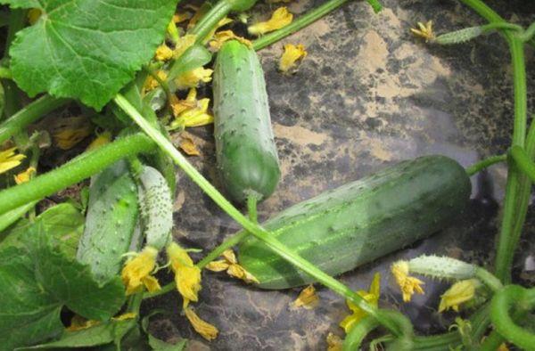 การปลูกแตงกวา