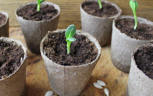 การปลูกต้นกล้า