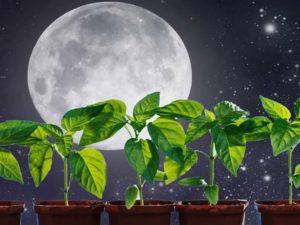 วันที่เหมาะสมและวันไม่เหมาะในการเพาะปลูกตามปฏิทินจันทรคติสำหรับชาวสวนและผู้ปลูกผัก ประจำปี [ปี]