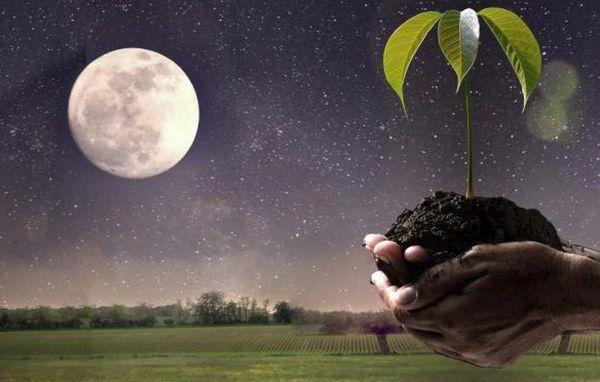 ปลูกในวันพระจันทร์เต็มดวง