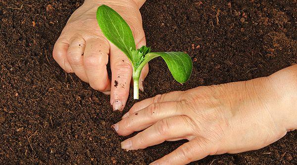 การปลูกต้นกล้า