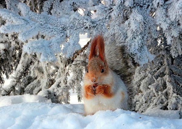 ป่าฤดูหนาว