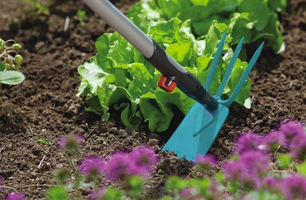 ปฏิทินการหว่านเมล็ดพืช