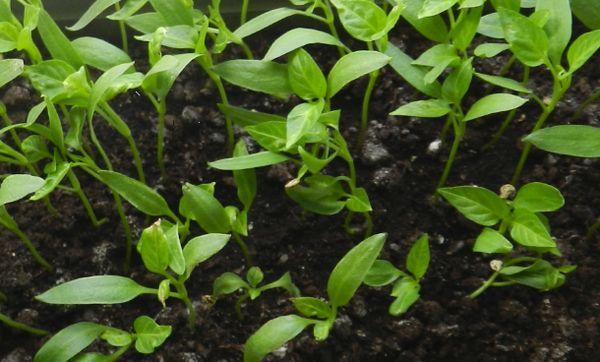 พริกสำหรับเพาะต้นกล้า