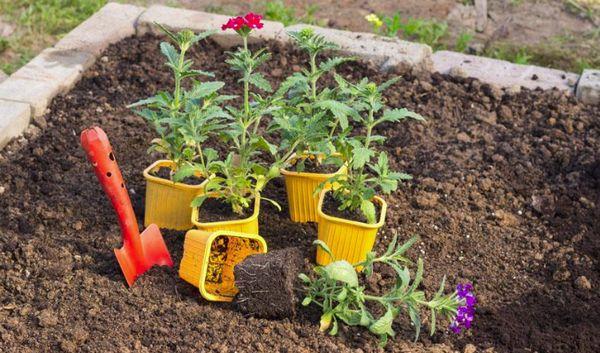 การปลูกพืช