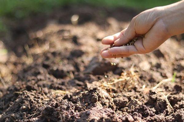 การหว่านเมล็ดพันธุ์