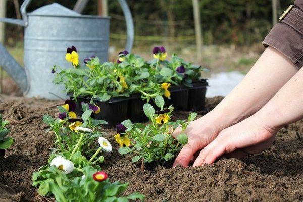 การทำงานในสวน