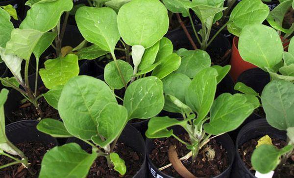 ต้นกล้ามะเขือยาว