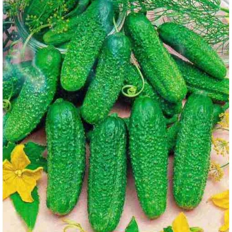 แตงกวาโมนิก้า F1