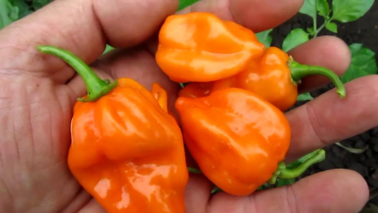 พริกฮาบาเนโรในมือ