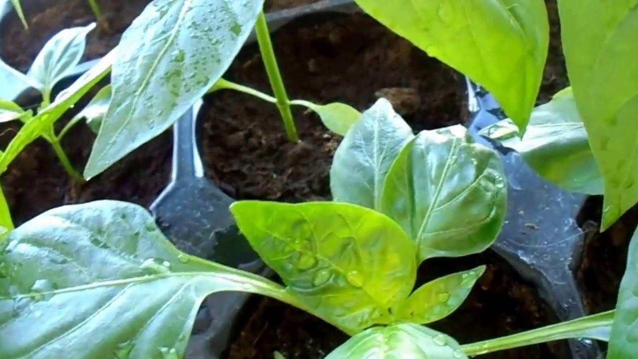 ต้นพริกไทย