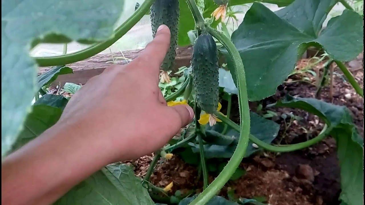 แตงกวาสุก