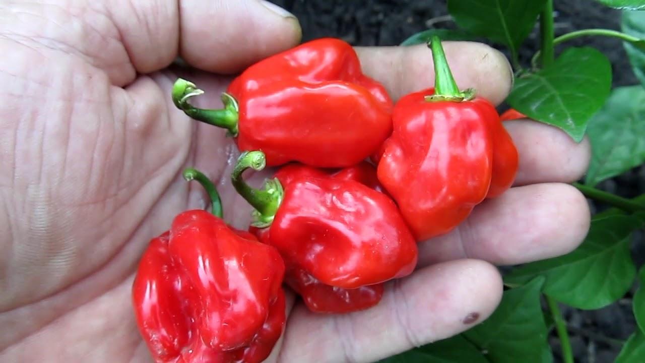 พริกฮาบาเนโร