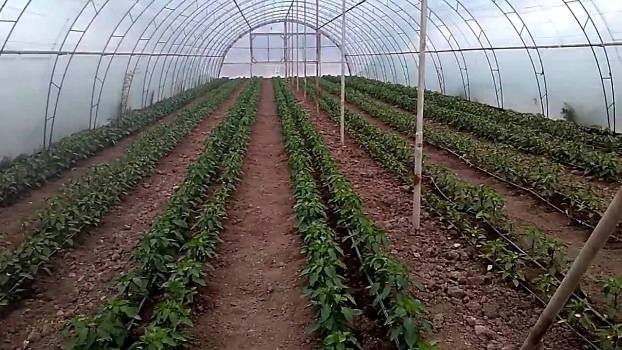 พริกในเรือนกระจก