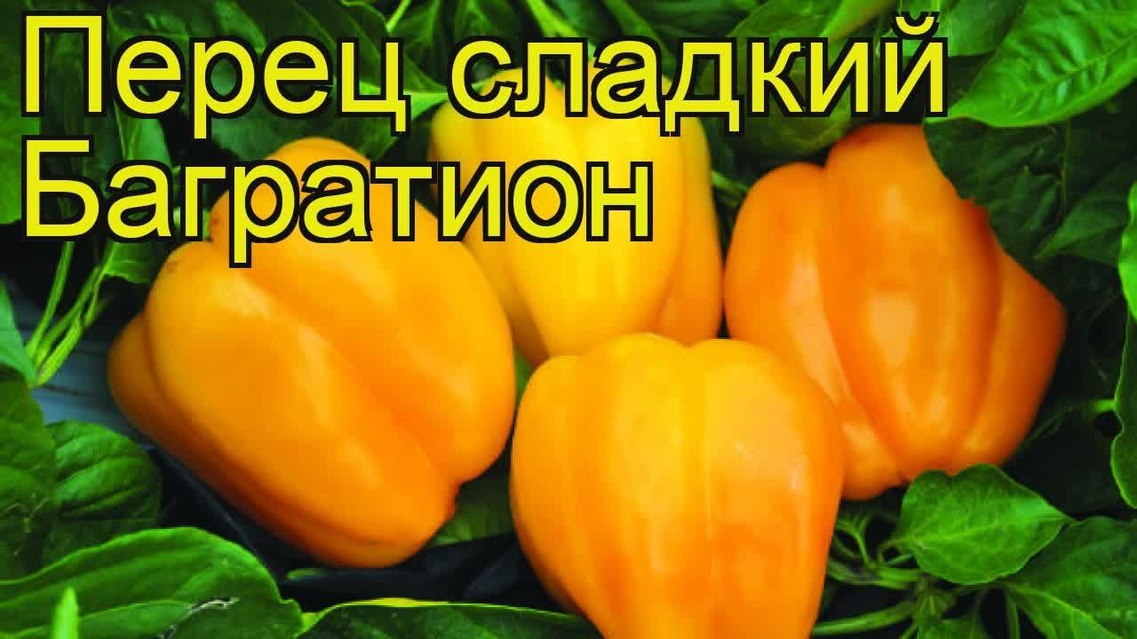 พริกบาเกเรชั่น