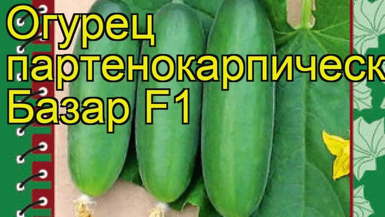 แตงกวา บาซาร์ F1