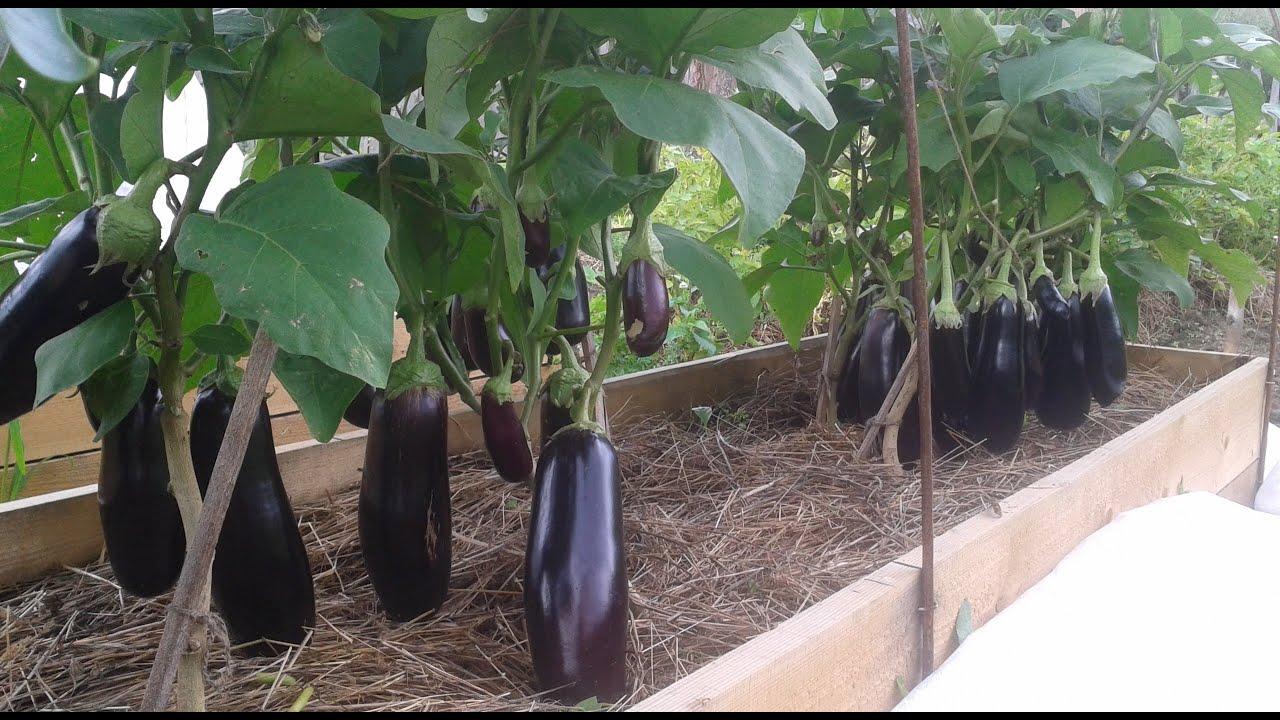 มะเขือยาวและแตงกวาในโรงเรือนเดียวกัน