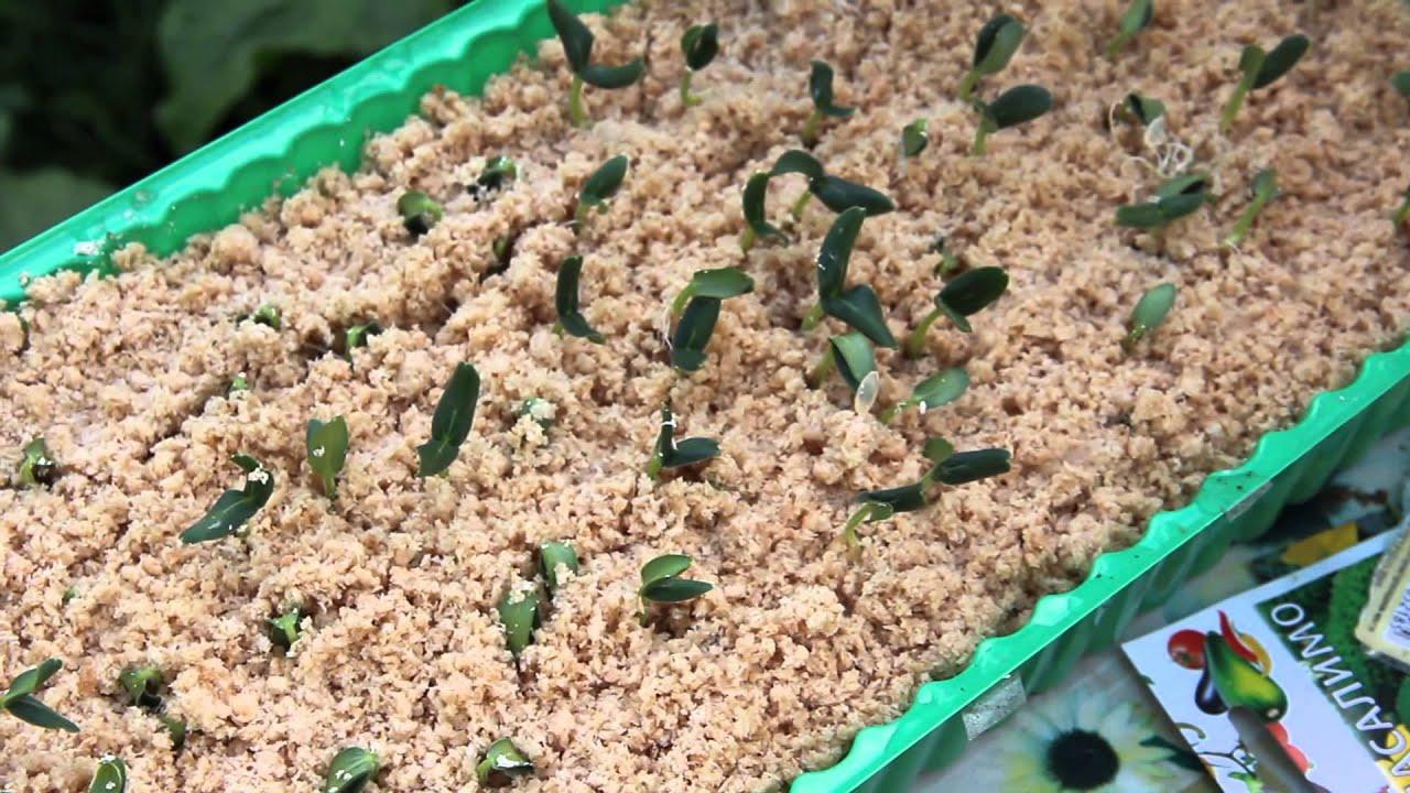 วิธีการปลูกแตงกวาแบบญี่ปุ่น