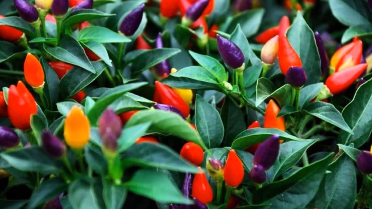 พริกสวย