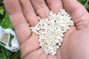 วิธีใส่ปุ๋ยแตงกวาด้วยยูเรียและวิธีใช้ในสวน