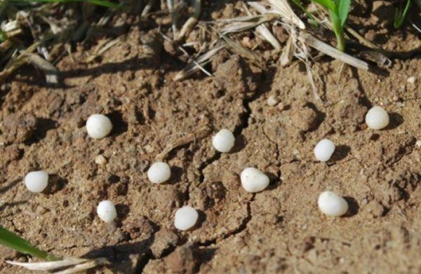 เม็ดปุ๋ย