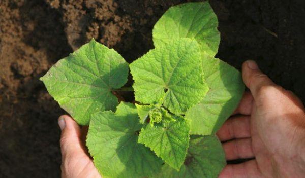 แตงกวางอก