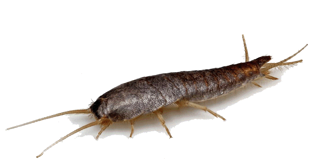 Cloportes sur concombres