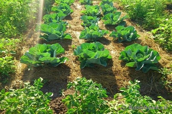 การคลุมดินกะหล่ำปลี