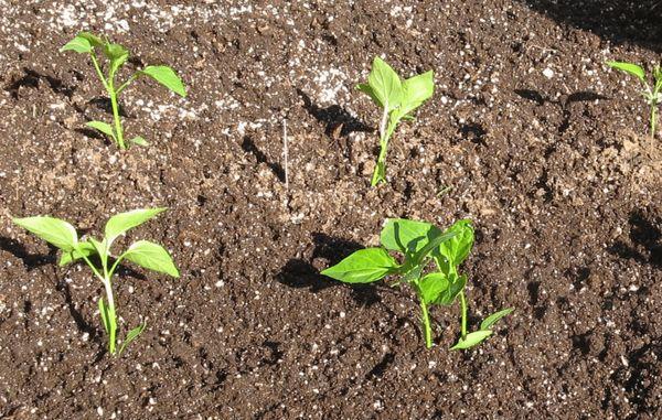 ต้นกล้าพริก