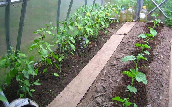 พริกและแตงกวา