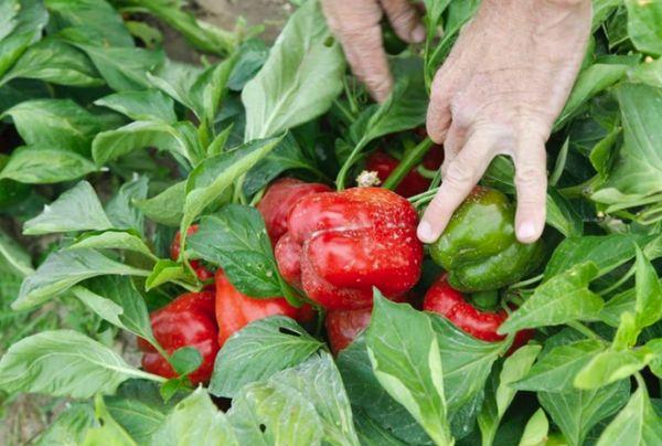 การดูแลรักษาพริก