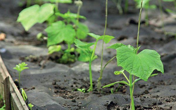 การปลูกแตงกวา