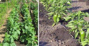 Peut-on planter des piments à côté de concombres ? Compatibilité et choix variétal