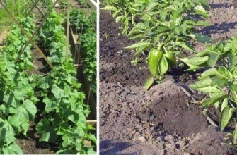 พริกและแตงกวา