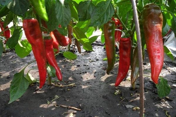 Quel type de piment peut-on planter à côté ?