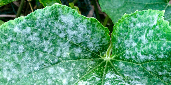 โรคราน้ำค้าง