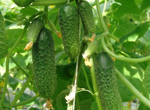 แตงกวาเอโรเฟย์