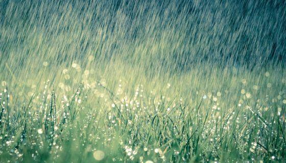 ฝนตกในสวน